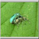 Phyllobius pomaceus - Ruesselkaefer 05.jpg